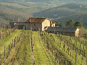 chianti vineyards